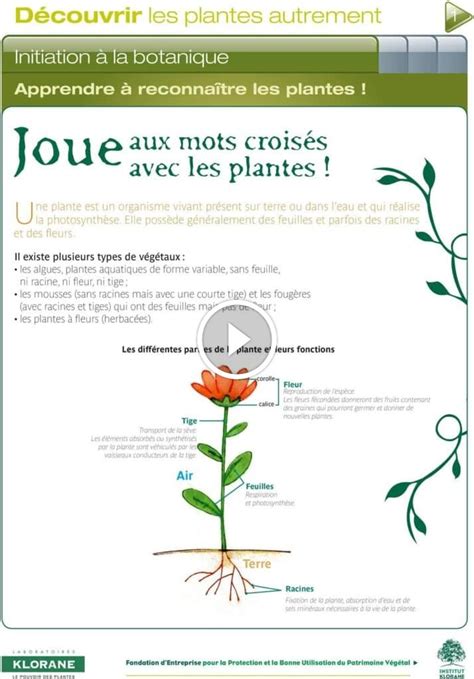 plante mots fléchés